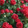 Троянда паркова Ред Еден Роуз (Red Eden Rose)