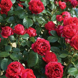 Троянда паркова Ред Еден Роуз (Red Eden Rose)