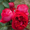 Троянда паркова Ред Еден Роуз (Red Eden Rose)