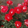 Роза Руби Стар (Ruby Star) (контейнер 2 л)
