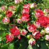 Роза Руби Стар (Ruby Star) (контейнер 2 л)