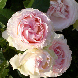 Троянда Серце троянди (Heart of Rose) штамб