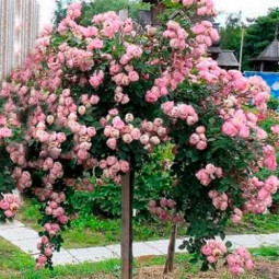 Троянда Серце троянди (Heart of Rose) штамб