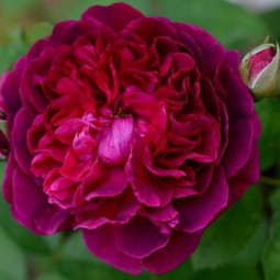 Троянда англійська Вільям Шекспір (William Shakespeare) Троянда англійська Вільям Шекспір (William Shakespeare)