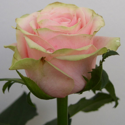 Троянда чайно-гібридна Вівальді (Vivaldi)