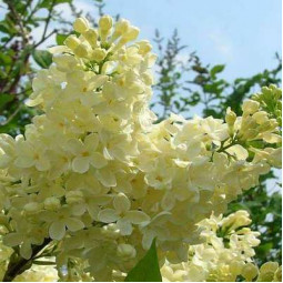 Бузок Прімроуз (Primrose)