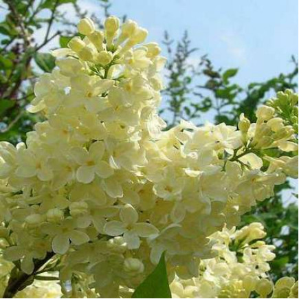 Бузок Прімроуз (Primrose)