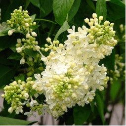 Бузок Прімроуз (Primrose)