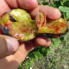 Слива Чачакська Лепотіка