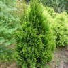 Туя Kornik ІІІ (Корник ІІІ) контейнер 0.5 л