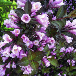 Вейгела Nana Purpurea