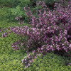 Вейгела Nana Purpurea
