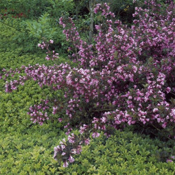 Вейгела Nana Purpurea