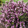 Вейгела Nana Purpurea