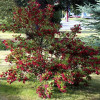 Вейгела Red Prince
