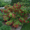 Вейгела Red Prince