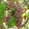 Виноград кишмиш Променистий