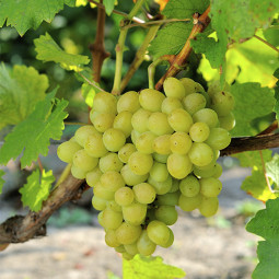 Виноград Ладанний