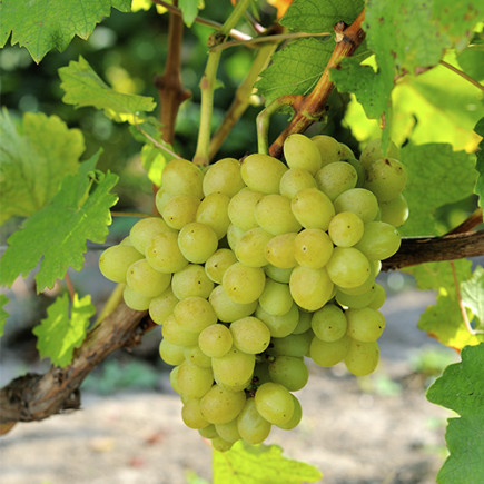 Виноград Ладанний