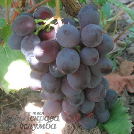 Виноград Троя