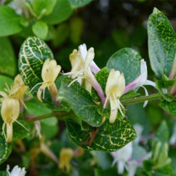 Жимолость японська Aureoreticulata Жимолость японська Aureoreticulata