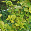 Жимолость японська Aureoreticulata