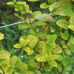 Жимолость японська Aureoreticulata Жимолость японська Aureoreticulata