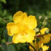 Звіробій Hidcote Gold