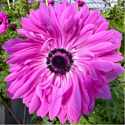 Анемона махрова Levante Fucsia