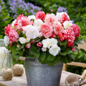 Комлекти з бегоніями