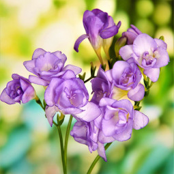 Фрезія махрова Purple