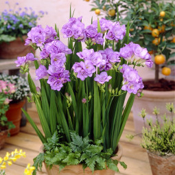 Фрезія махрова Purple