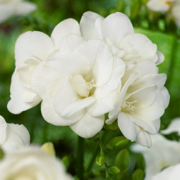 Фрезія махрова (повна) White