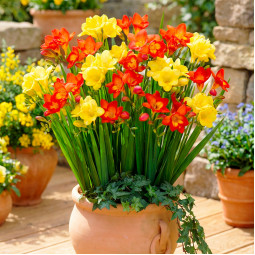 Комплект цибулин фрезій Алхімія настрою