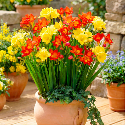 Комплект цибулин фрезій Алхімія настрою