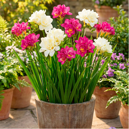 Комплект цибулин фрезій Квіткова терапія