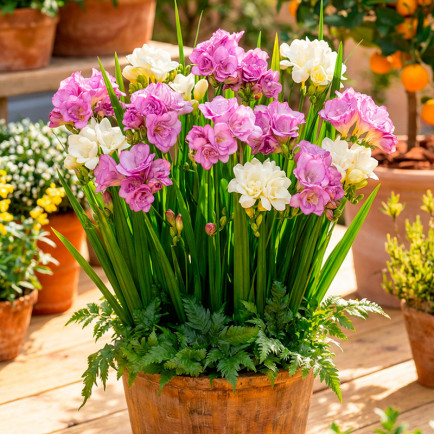 Комплект цибулин фрезій Сніданок у Провансі