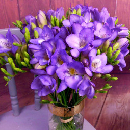 Фрезія проста Purple