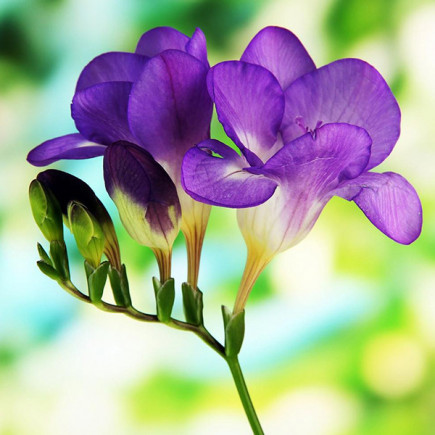Фрезія проста Purple