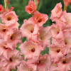 Гладіолус Georgia Peach (premium)