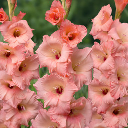 Гладіолус Georgia Peach (premium)