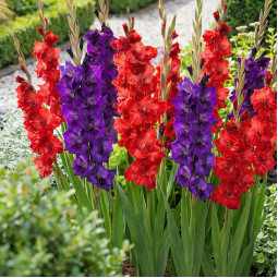 Комплект цибулин гладіолусів Гранд-Елеганс