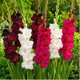 Комплект цибулин гладіолусів Королівський гамбіт