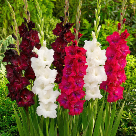 Комплект цибулин гладіолусів Королівський гамбіт