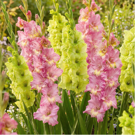 Комплект цибулин гладіолусів Літній драйв