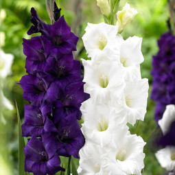 Комплект цибулин гладіолусів На контрасті