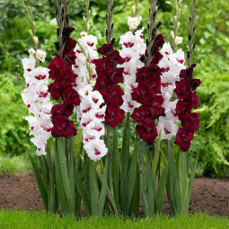 Комплект цибулин гладіолусів Осінній рок-н-рол
