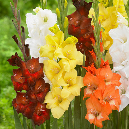 Комплект цибулин гладіолусів Осінь у місті