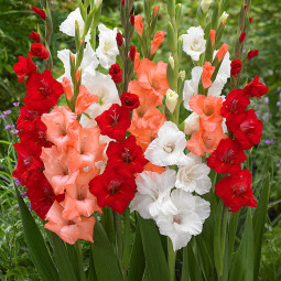 Комплект цибулин гладіолусів Осінній бархат