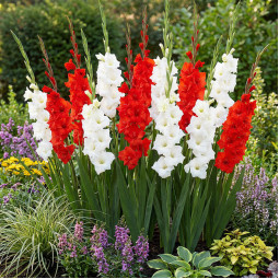 Комплект цибулин гладіолусів Red & White Code